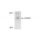 CUEDC1 Antibody (G-4) - Western Blotting - Image 412024