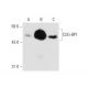 CUG-BP1/2 Antibody (B-1) - Western Blotting - Image 66285