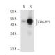 CUG-BP1/2 Antibody (F-1) - Western Blotting - Image 68216