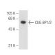 CUG-BP1/2 Antibody (F-1) - Western Blotting - Image 68218 