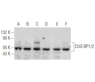 CUG-BP1/2 Antibody (F-1) - Western Blotting - Image 354750 