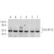 CUG-BP1/2 Antibody (F-1) - Western Blotting - Image 354750 