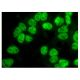 CUG-BP1 Antibody (1.T.9) - Immunofluorescence - Image 159682 