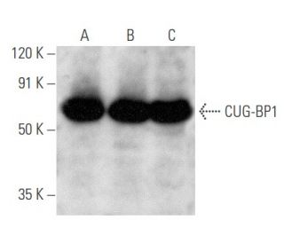 CUG-BP1 Antibody (1.T.9) - Western Blotting - Image 354748 
