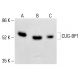 CUG-BP1 Antibody (1.T.9) - Western Blotting - Image 413176