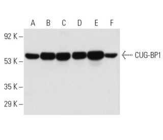 CUG-BP1 Antibody (3B1) - Western Blotting - Image 1348