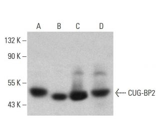 CUG-BP2 Antibody (1H2) - Western Blotting - Image 385175 
