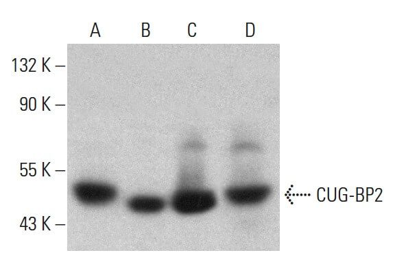 CUG-BP2 Antibody (1H2) | SCBT - Santa Cruz Biotechnology