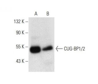 CUG-BP1/2 Antibody (B-1) - Western Blotting - Image 301270