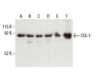 CUL-1 Antibody (AS97) - Western Blotting - Image 398259 