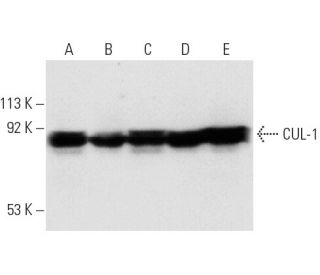 western blotting image from recommended CUL-1 (D-5) monoclonal antibody replacement. Image 647