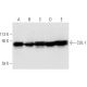 western blotting image from recommended CUL-1 (D-5) monoclonal antibody replacement. Image 647
