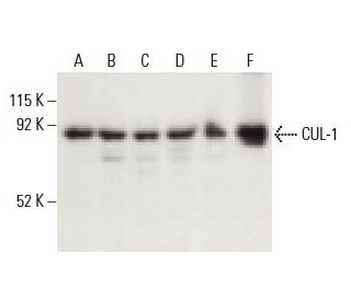 CUL-1 Antibody (AS97) - Western Blotting - Image 398259