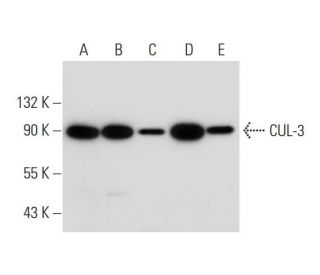 western blotting image from recommended CUL-3 (G-8) monoclonal antibody replacement. Image 294441