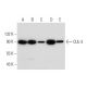 Cet anticorps polyclonal n'est plus commercialisé. Voir l'anticorps monoclonal <a href="cul-3-antibody-g-8">CUL-3 (G-8)</a> que nous recommandons (données d'échantillonnage indiquées). western blotting image from recommended CUL-3 (G-8) monoclonal antibody replacement. Image 294441