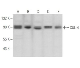 western blotting image from recommended CUL-4 (H-11) monoclonal antibody replacement. Image 356696