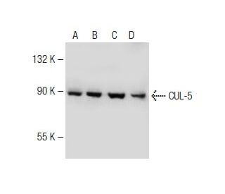 western blotting image from recommended CUL-5 (F-6) monoclonal antibody replacement. Image 150001