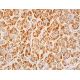 CUTA Antibody (H-8) - Immunohistochemistry - Image 411675