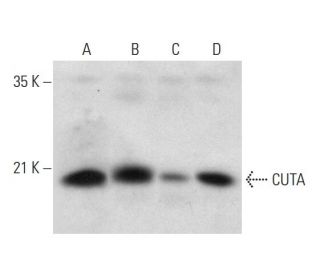 CUTA Antibody (H-8) - Western Blotting - Image 309583 