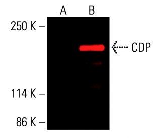 CUTL1/CUX1/CDP Antibody (B-10) - Western Blotting - Image 416171 