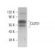 CUZD1 Antibody (E-10) - Western Blotting - Image 378123
