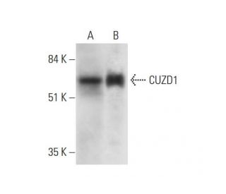 CUZD1 Antibody (E-10) - Western Blotting - Image 323828Each CRISPR/Cas9 Knockout (KO) Plasmid product consists of a pool of 3 plasmids designed to ensure identification and cleavage of a specific gene for maximum knockout efficiency. Each plasmid encodes a unique 20 nt sequence derived from the GeCKO (v2) library. 