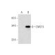 CWC15 Antibody (C-8) - Western Blotting - Image 320266