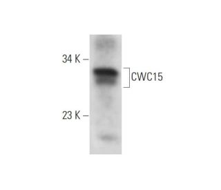 CWC15 Antibody (C-8) - Western Blotting - Image 320880 