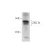 CWC15 Antibody (C-8) - Western Blotting - Image 320880 
