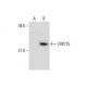 CWC15 Antibody (H-1) - Western Blotting - Image 288590