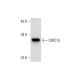 CWC15 Antibody (H-1) - Western Blotting - Image 320280 