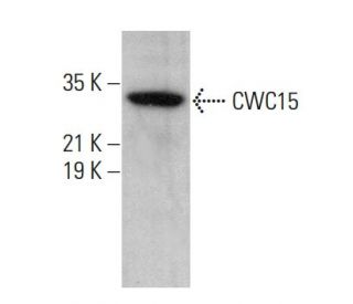 CWC15 Antibody (H-1) - Western Blotting - Image 375606 