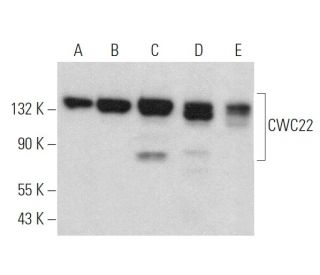 CWC22 Antibody (A-6) - Western Blotting - Image 372834 