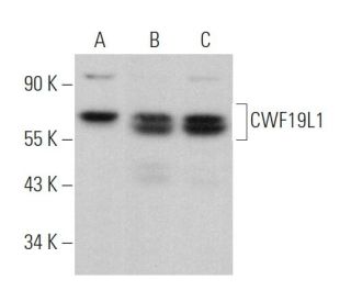 CWF19L1 Antibody (A-8) - Western Blotting - Image 373983 