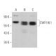 CWF19L1 Antibody (A-8) - Western Blotting - Image 373983 