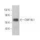 CWF19L1 Antibody (A-8) - Western Blotting - Image 373987 