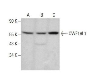 CWF19L1 Antibody (F-3) - Western Blotting - Image 348613 