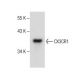 CX3CR1 Antibody (B-7) - Western Blotting - Image 282553 