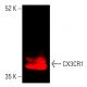 CX3CR1 Antibody (B-7) - Western Blotting - Image 402134