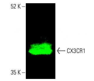 western blotting image from recommended CX3CR1 (B-7) monoclonal antibody replacement. Image 402133