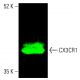 western blotting image from recommended CX3CR1 (B-7) monoclonal antibody replacement. Image 402133