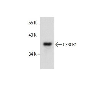 CX3CR1 Antibody (B-7) - Western Blotting - Image 282553