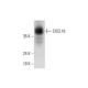 CXCL16 Antibody (C-5) - Western Blotting - Image 325247 