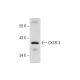 western blotting image from recommended CXCR-3 (H-1) monoclonal antibody replacement. Image 137888
