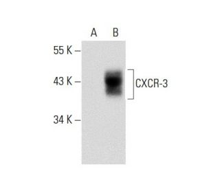 CXCR-3 Antibody (G-8) - Western Blotting - Image 65262 