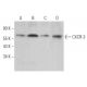 CXCR-3 Antibody (G-8) - Western Blotting - Image 363410