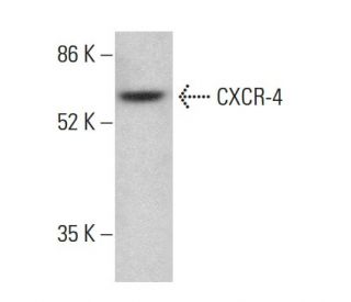 Anti Cxcr 4 Antibody 4g10 Scbt Santa Cruz Biotechnology