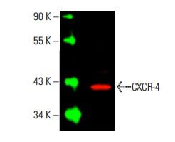 Cxcr4 antibody santa cruz