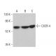 western blotting image from recommended CXCR-4 (4G10) monoclonal antibody replacement. Image 380481