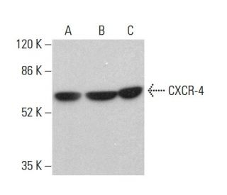 western blotting image from recommended CXCR-4 (4G10) monoclonal antibody replacement. Image 380481